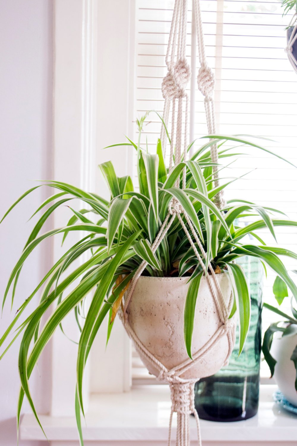 Macrame Plant Hanger