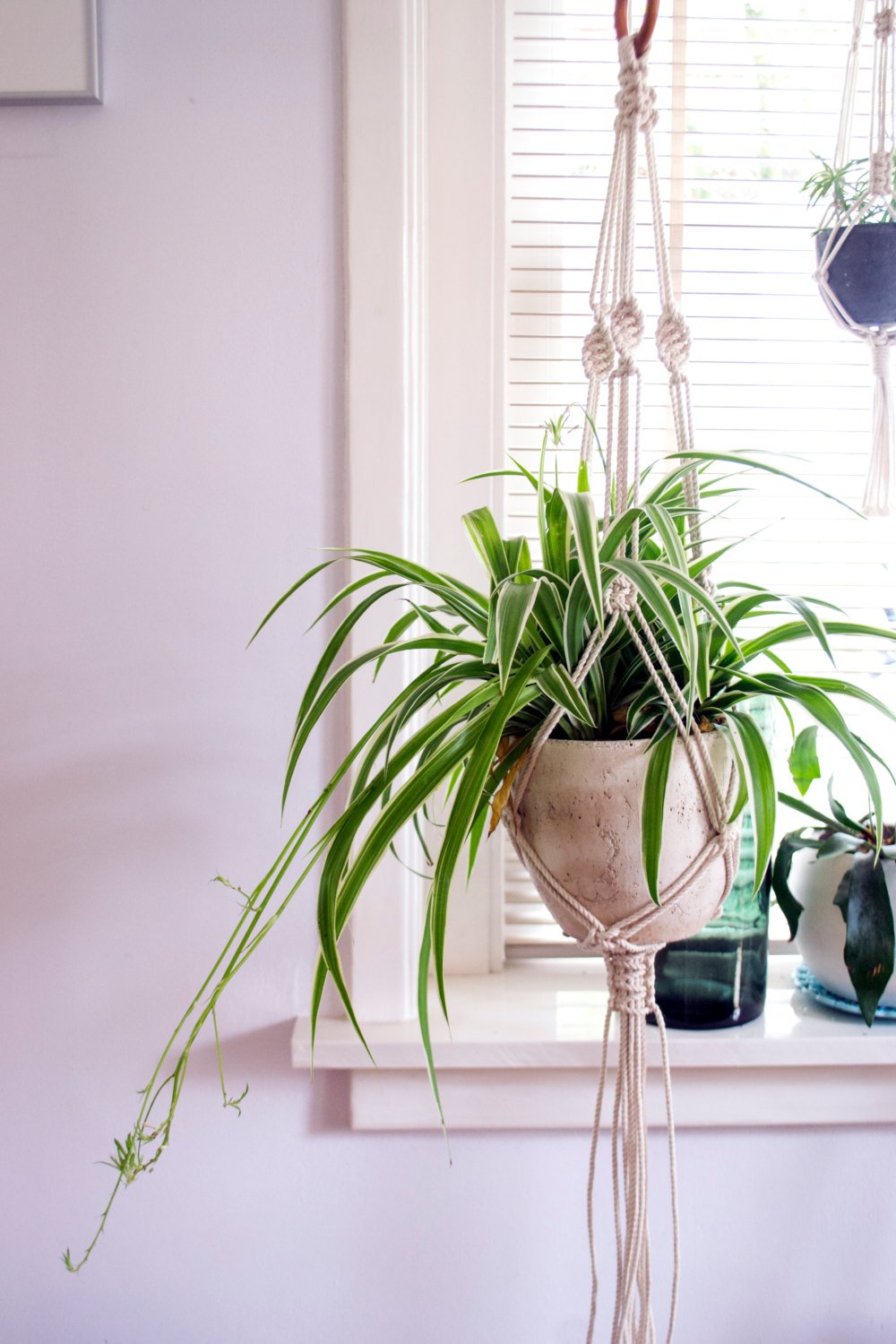 Macrame Plant Hanger