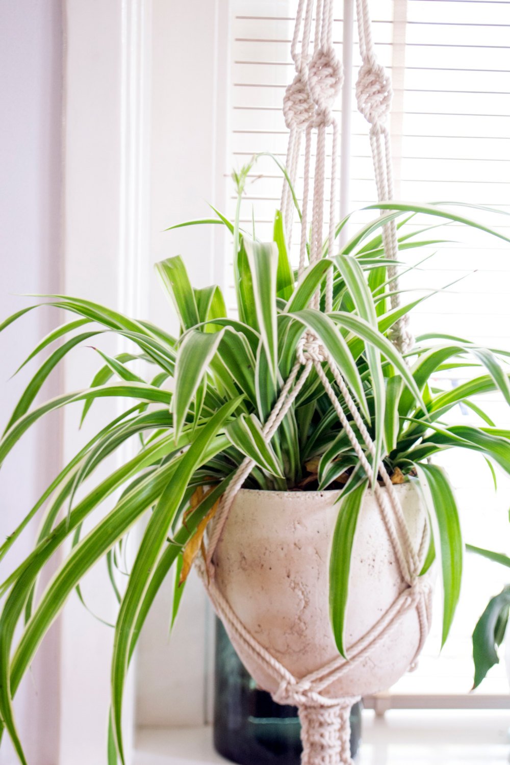 Macrame Plant Hanger