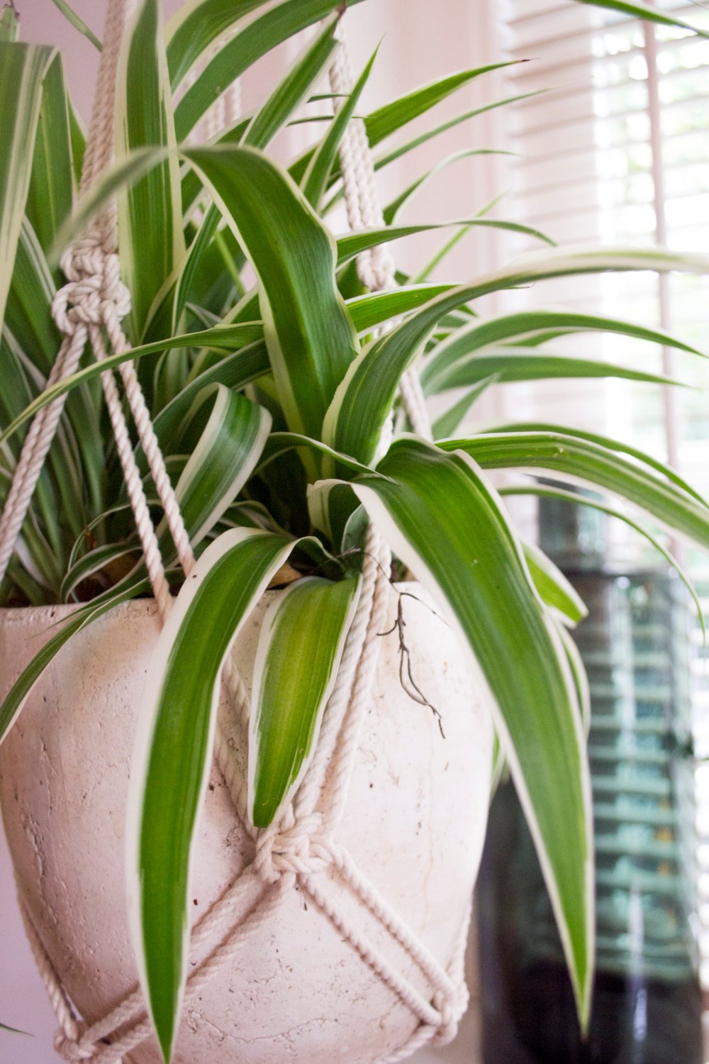 Macrame Plant Hanger